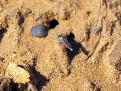 Stichopogon elegantulus