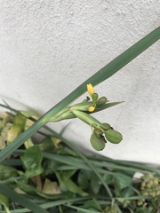 Sisyrinchium palmifolium