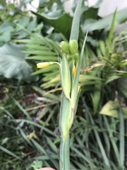 Sisyrinchium palmifolium