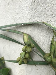 Sisyrinchium palmifolium