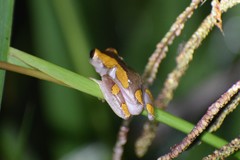 Dendropsophus arndti