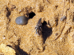 Stichopogon elegantulus