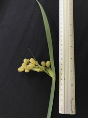 Sisyrinchium palmifolium