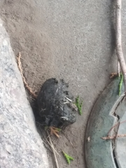Megascops kennicottii