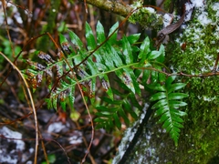 Polypodium interjectum