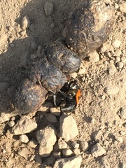 Nicrophorus marginatus