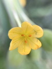 Sisyrinchium palmifolium