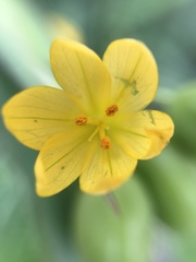Sisyrinchium palmifolium