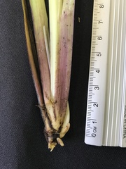 Sisyrinchium palmifolium