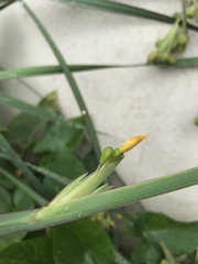Sisyrinchium palmifolium