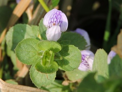 Hygrophila triflora