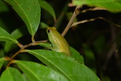 Sphaenorhynchus lacteus