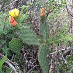 Opuntia pachyrrhiza