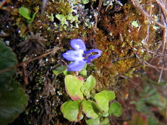 Lobelia lindblomii