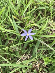 Calydorea approximata