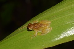 Dendropsophus joannae