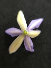 Calydorea approximata