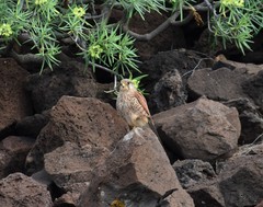 Falco tinnunculus dacotiae