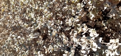 Tidestromia lanuginosa