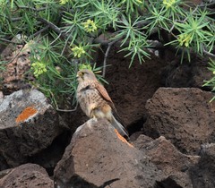 Falco tinnunculus dacotiae