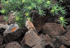 Falco tinnunculus dacotiae