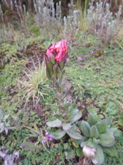 Helichrysum meyeri-johannis