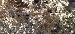 Tidestromia lanuginosa