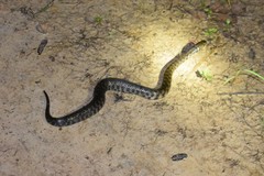 Helicops leopardinus