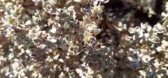 Tidestromia lanuginosa