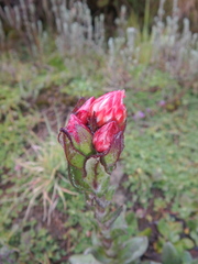 Helichrysum meyeri-johannis