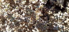 Tidestromia lanuginosa