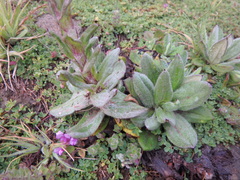 Helichrysum meyeri-johannis