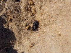 Pyrrhocoris marginatus
