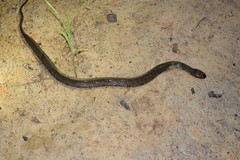 Helicops leopardinus