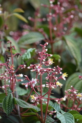 Miconia anisotricha