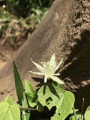 Passiflora capsularis