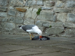 Larus fuscus