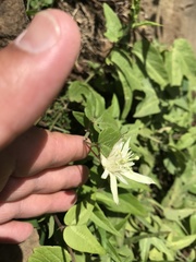 Passiflora capsularis