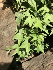 Passiflora capsularis