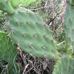 Opuntia pachyrrhiza