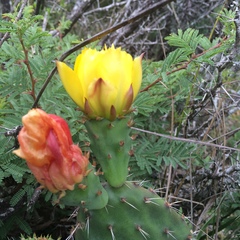 Opuntia pachyrrhiza