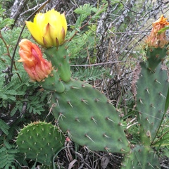 Opuntia pachyrrhiza