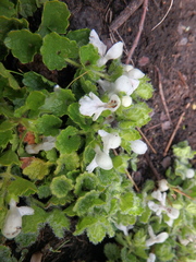 Stachys alpigena alpigena