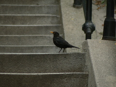 Turdus merula