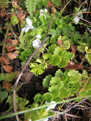Stachys alpigena alpigena