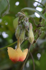 Mandevilla hirsuta