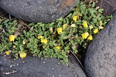 Nanorrhinum urbanii
