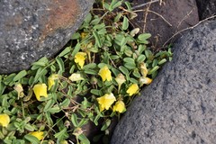 Nanorrhinum urbanii