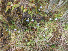 Lobelia lindblomii