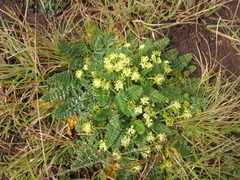 Haplosciadium abyssinicum